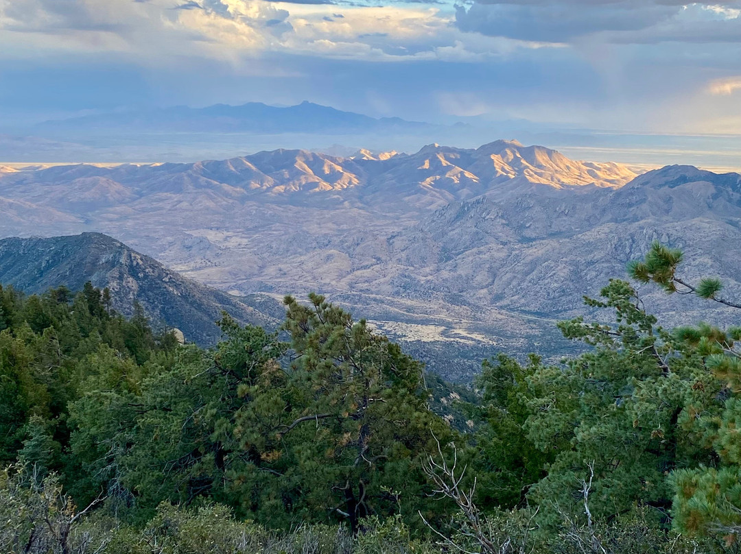 Mount Safford Ladybug Peak Trail景点图片