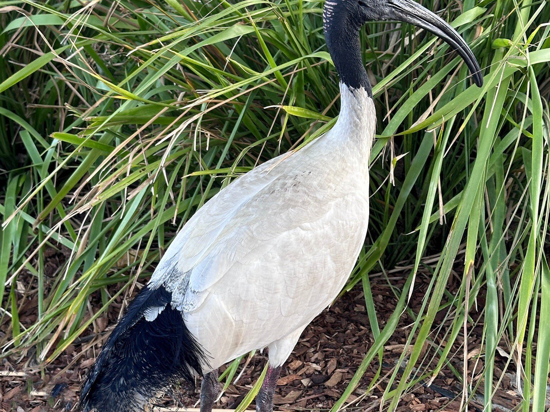 South Bank Parklands-布里斯班必去景点