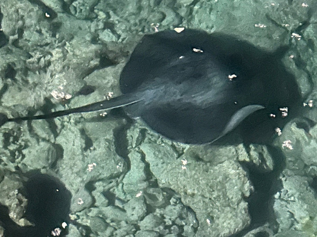 Turtle Maldives主图