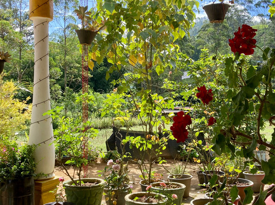 Vegetable Garden主图