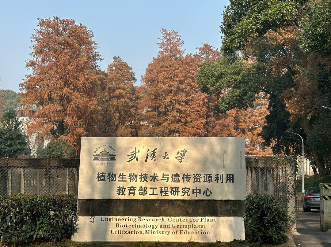 武汉大学-武汉市必去景点