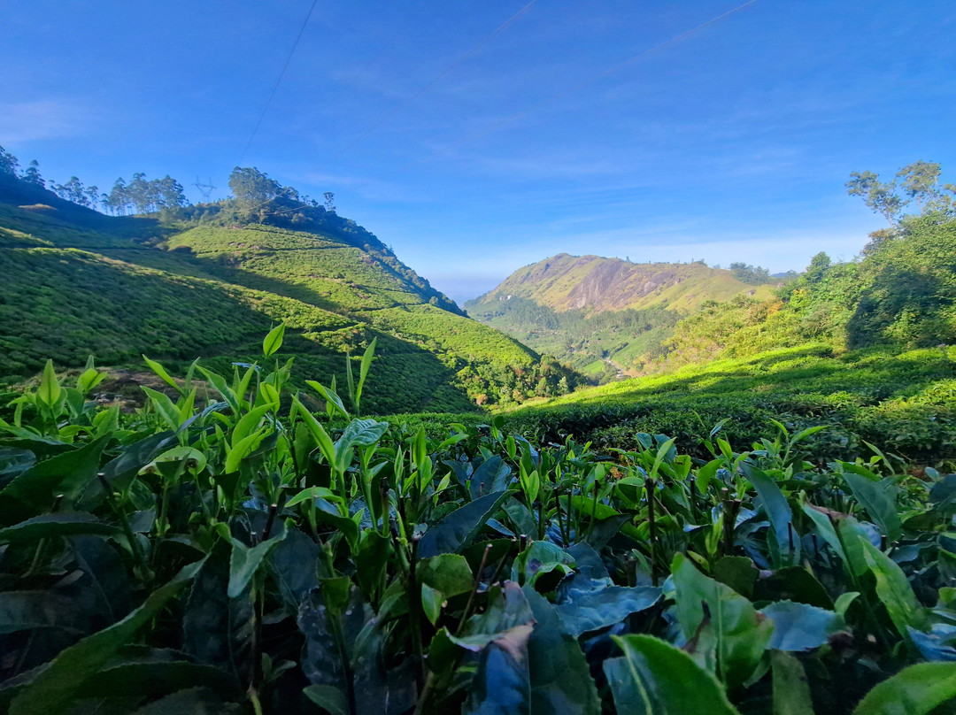 Munnar tea Green trekking adventure景点图片
