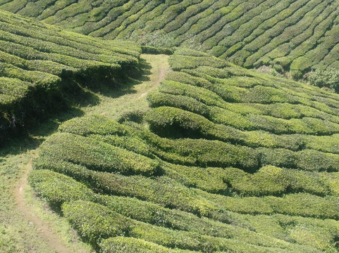 Munnar Valley Trekking & Tours-慕那尔必去景点