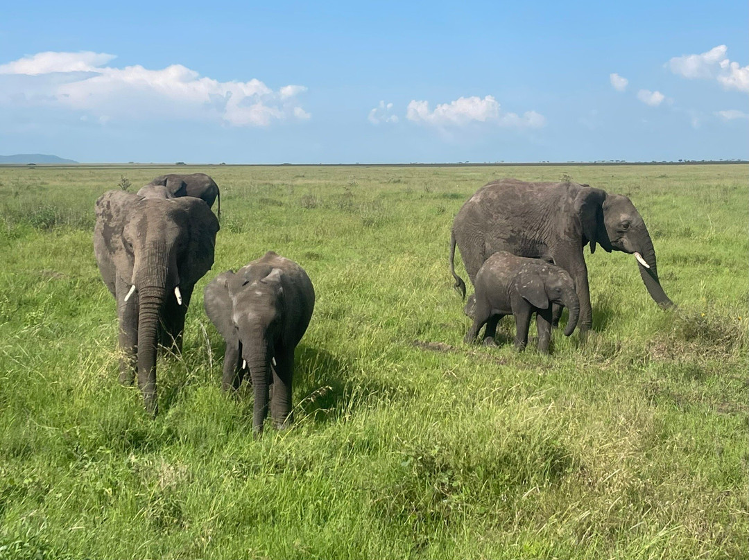 Tanzania Juvenile Safaris-阿鲁沙必去景点