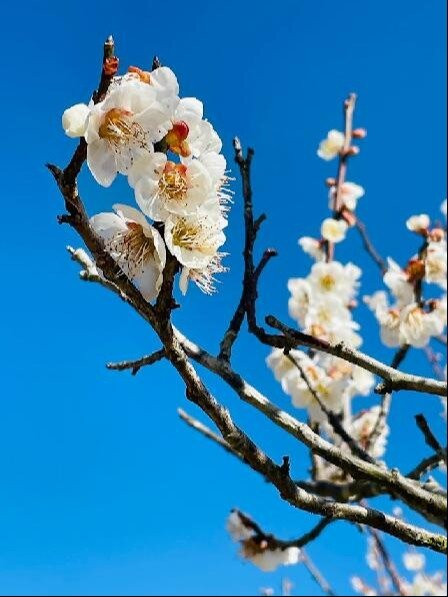 Hitoyoshi Plum Garden景点图片