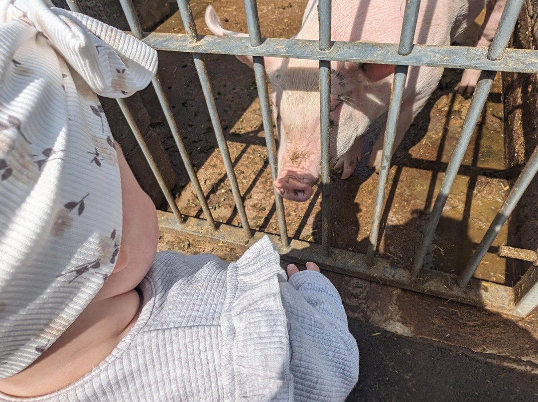 East Hull Community Farm景点图片