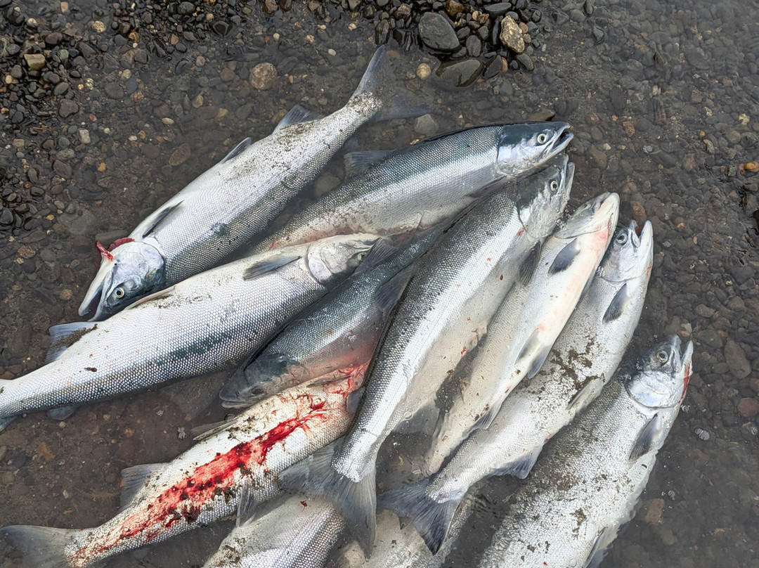 All Time Fishing-Kasilof必去景点