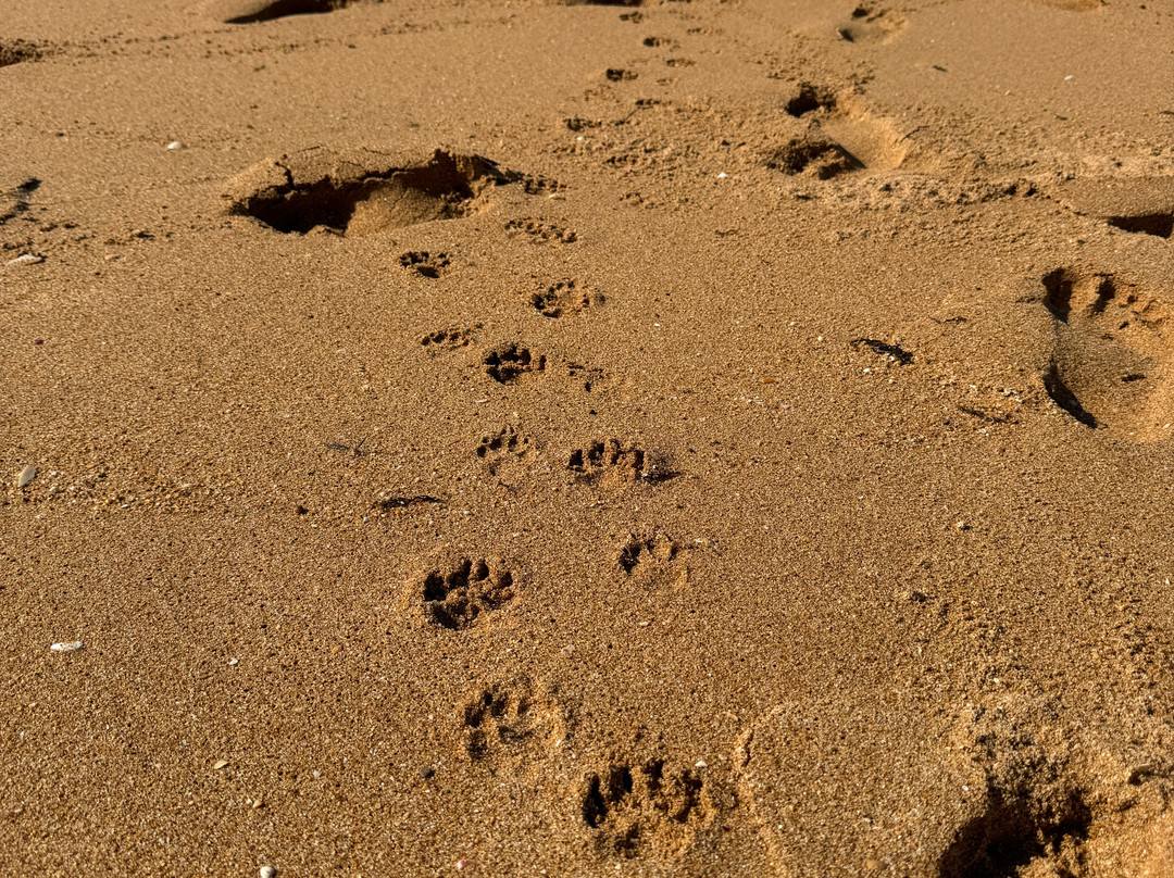 Praia Nova-卡帕丽卡海岸必去景点