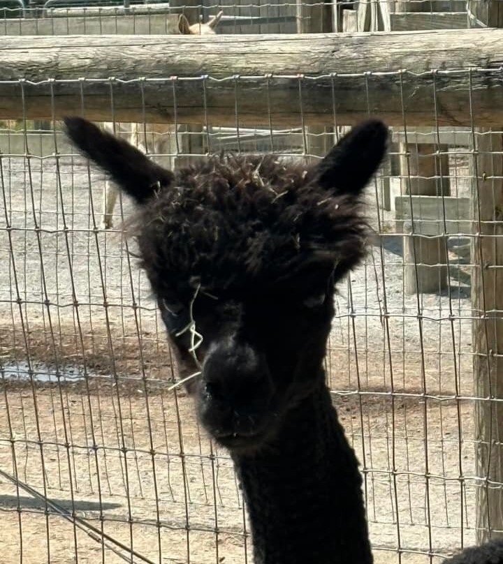 Eastland Alpacas-Mount Joy必去景点