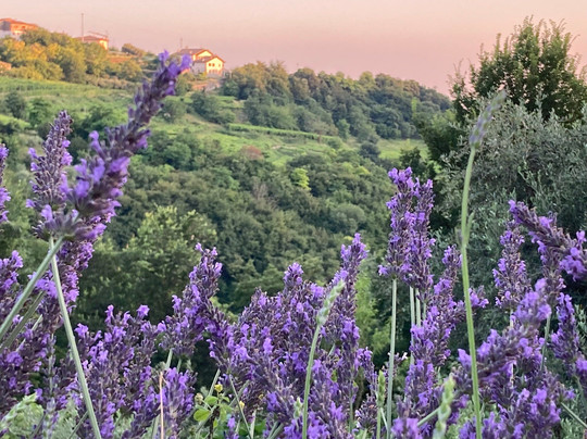 Antica Corte Panego主图