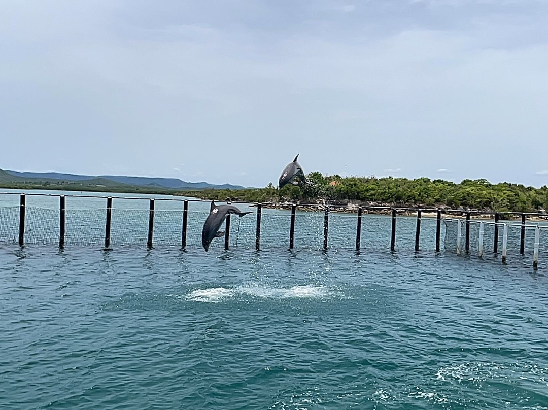 Delfinario Cayo Naranjo-Rafael Freyre必去景点