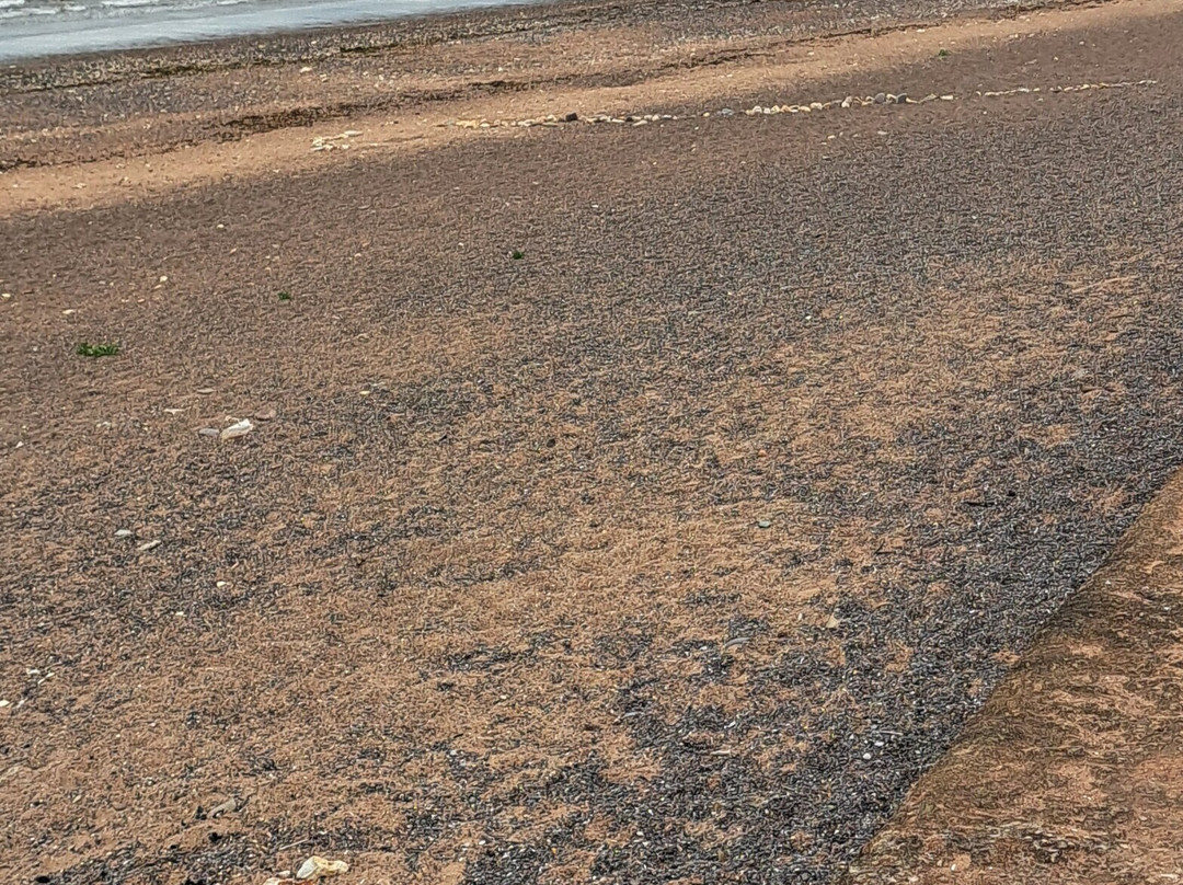 Dawlish To Dawlish Warren-道利什必去景点