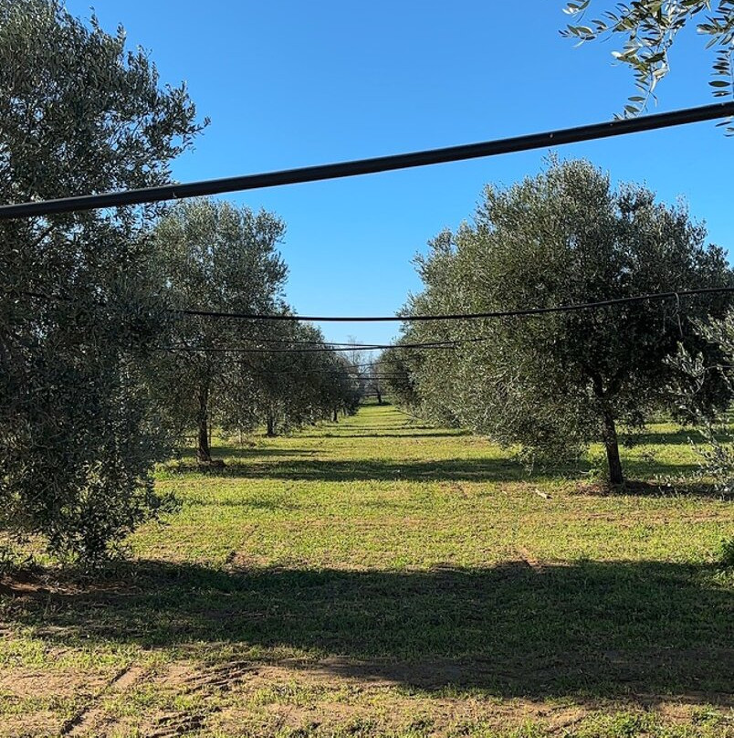 Azienda Agricola Taurino Shop景点图片