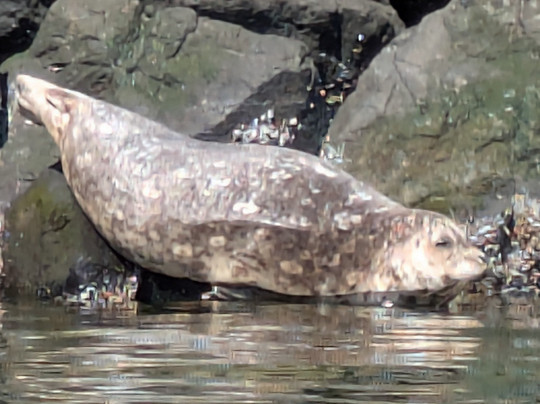 Ballard Kayak & Paddleboard-西雅图必去景点