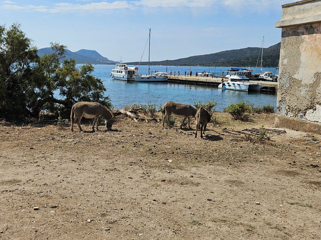 Pesca Turismo Asinara Orsa Maggiore-斯廷蒂诺必去景点