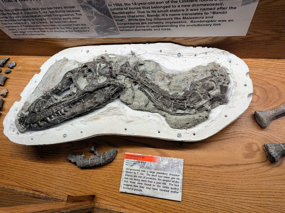 Wyoming Dinosaur Center-瑟莫波利斯必去景点