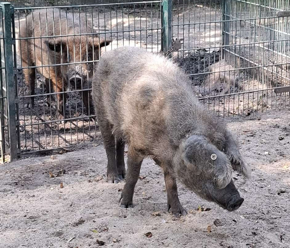 Tierpark Eilenburg-Eilenburg必去景点