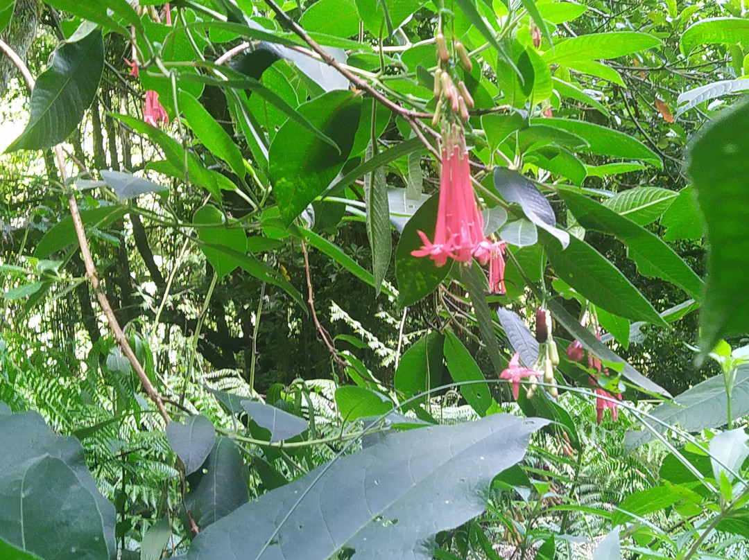 Levada Do Reí-Sao Jorge必去景点