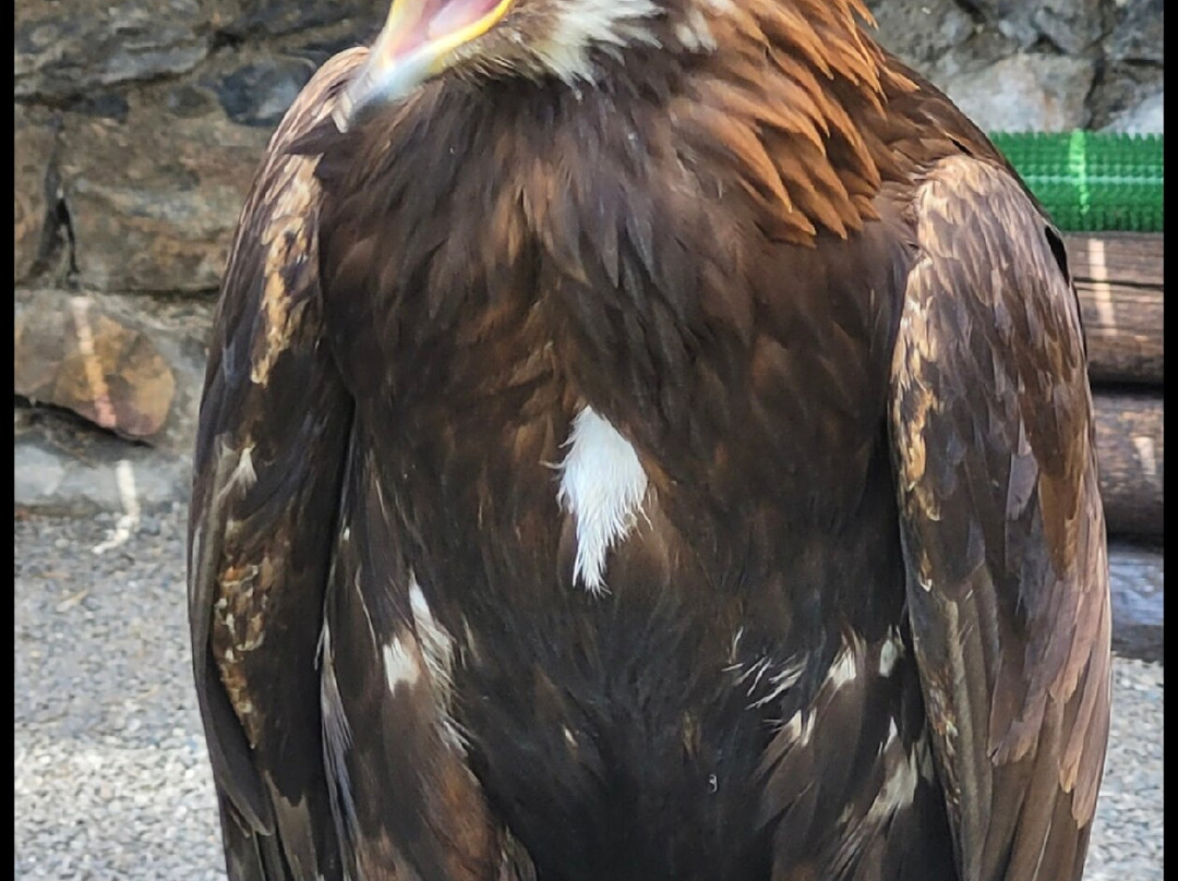 Dungeon of Eagles景点图片