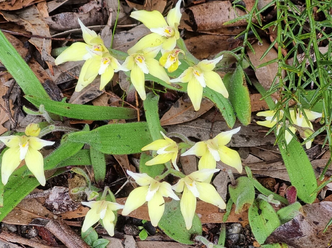 Lesueur National Park-朱里恩湾必去景点