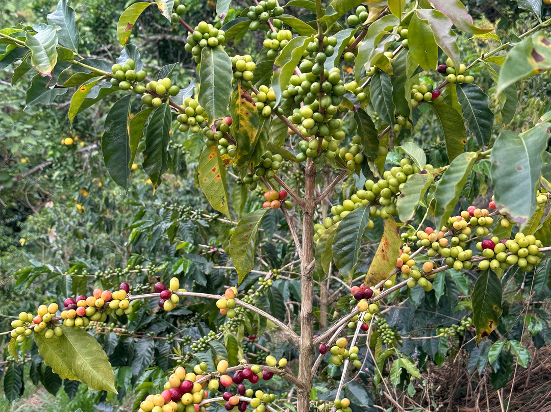 Cafe Tio Conejo-Manizales必去景点