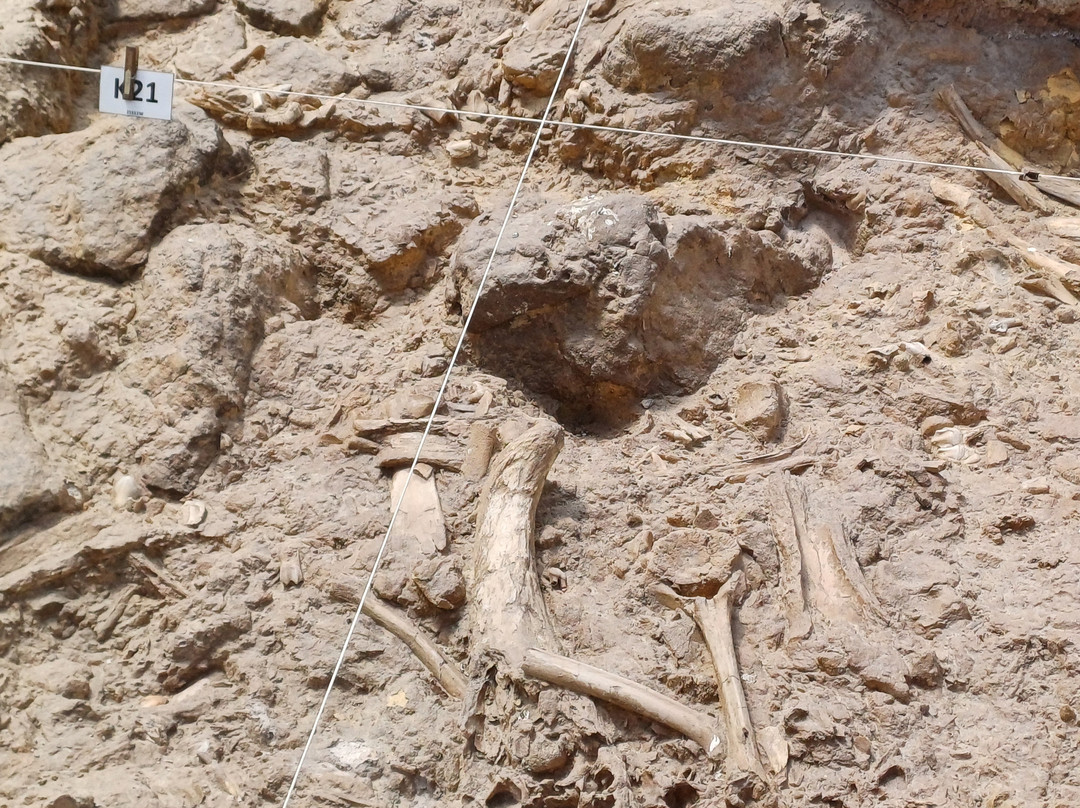 West Coast Fossil Park景点图片