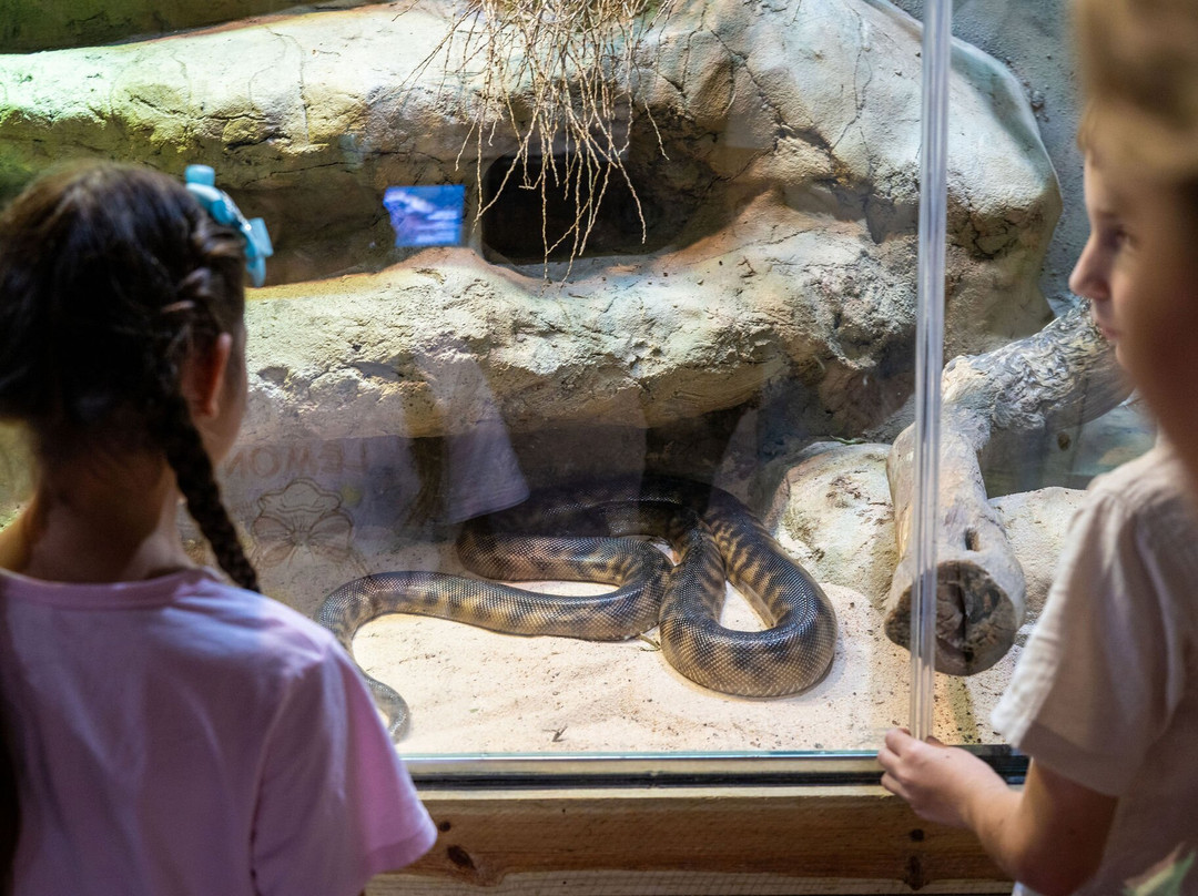库兰达热带雨林自然公园-库兰达必去景点