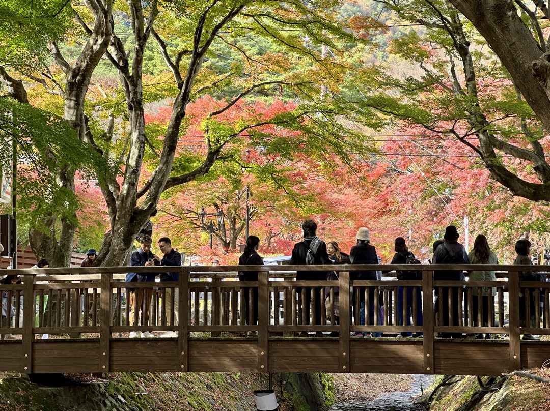 Maple Corridor-富士河口湖町必去景点