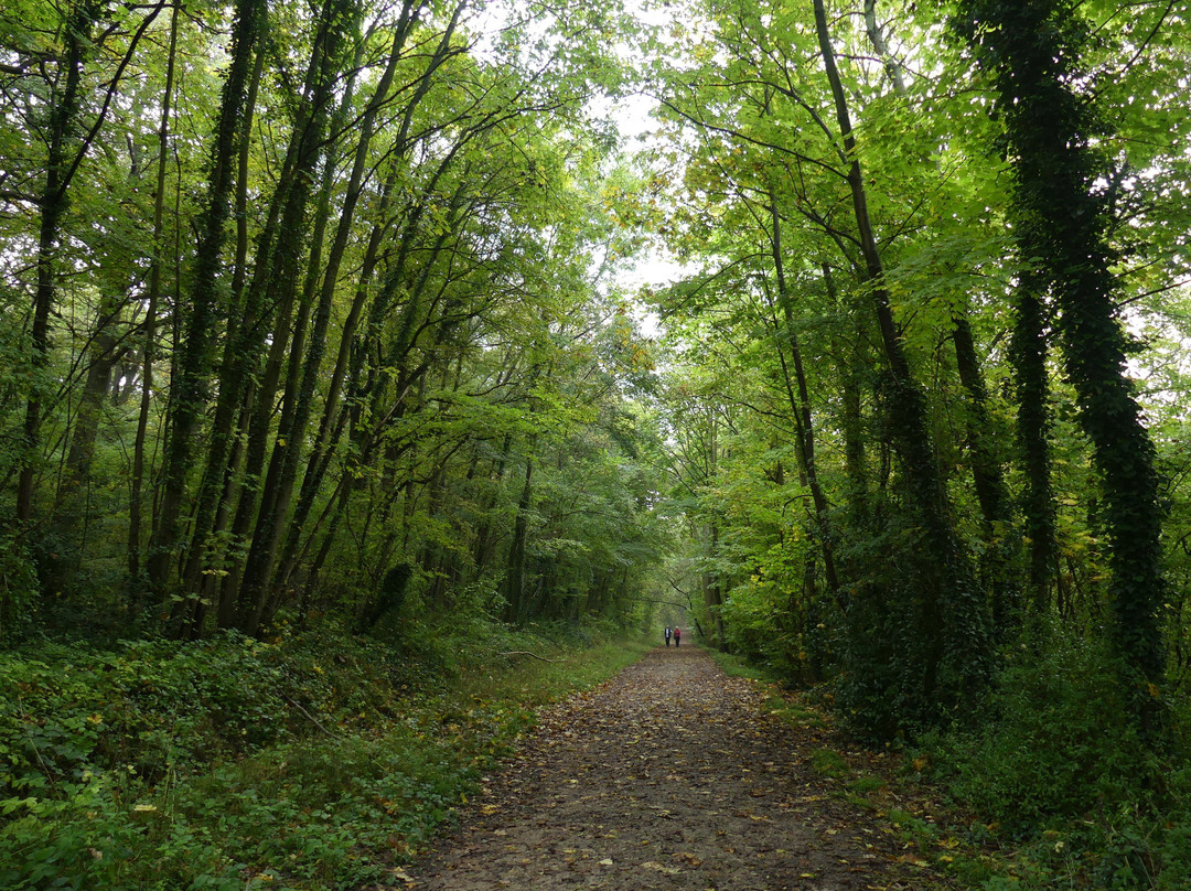 Forêt d'écouen景点图片