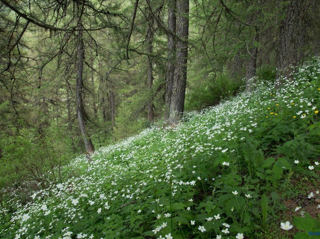 Gites l'épilobe