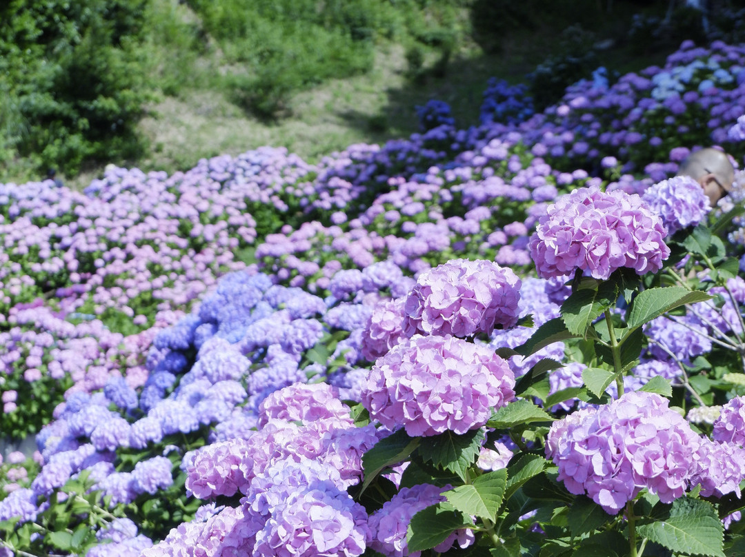 Hydrangeas Village Katahara Onsen景点图片