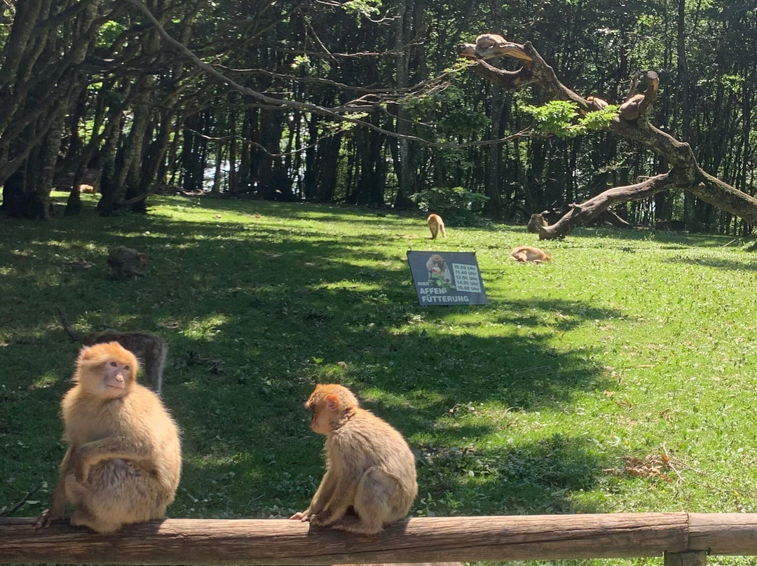 Affenberg Salem - Monkey Hill-塞勒姆必去景点