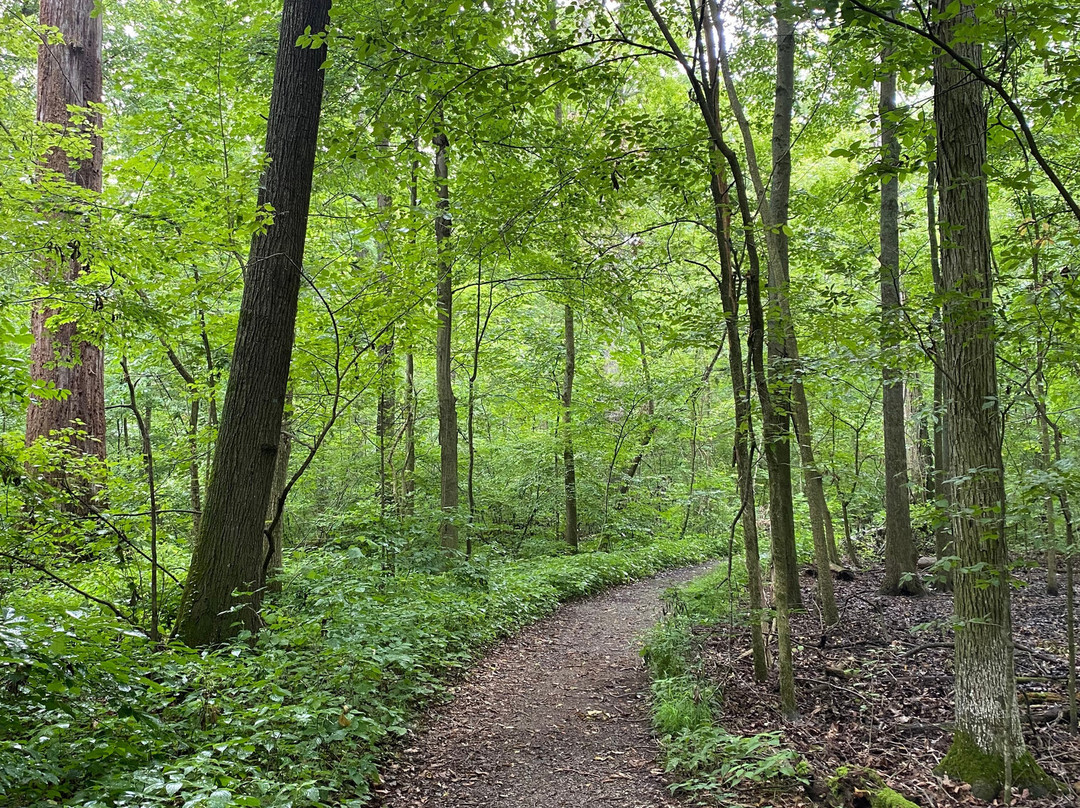 Goll Woods State Nature Preserve-Archbold必去景点