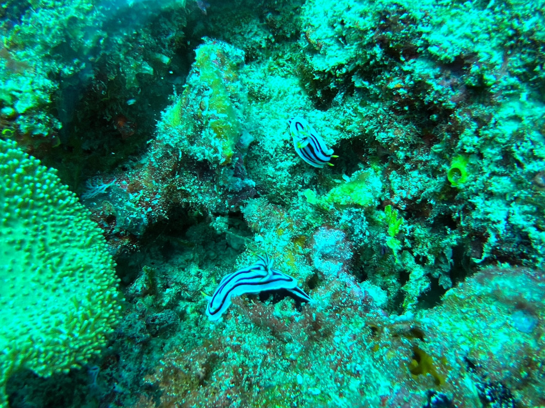 Rising Sun Dive Center-桑给巴尔岛必去景点