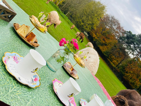 Chapel Ground Alpacas-Cleeve必去景点