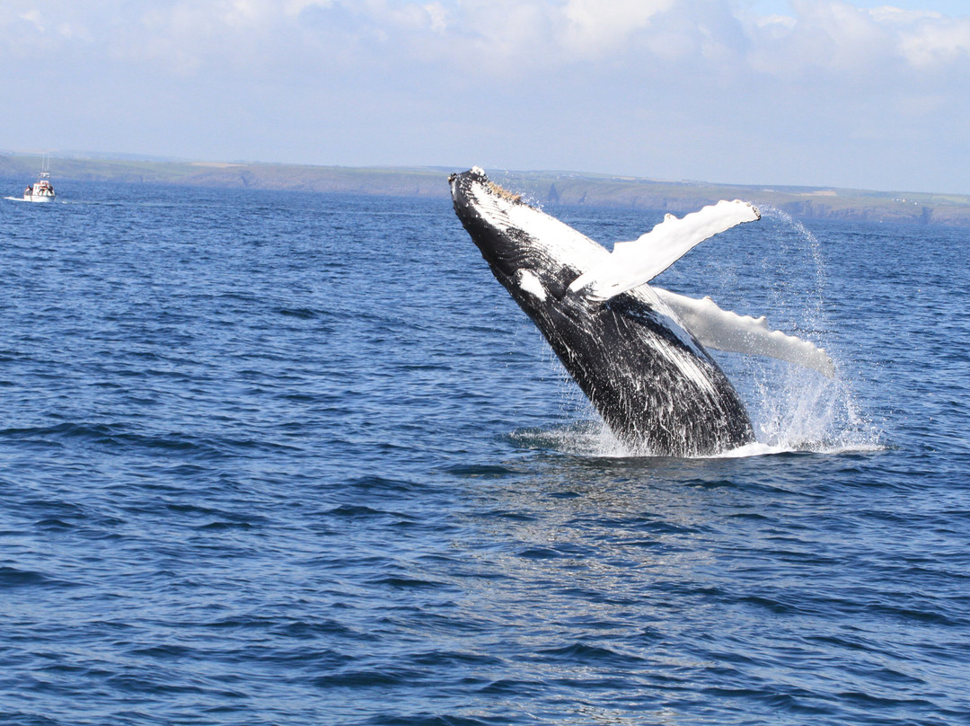 Atlantic Whale and Wildlife Tours
