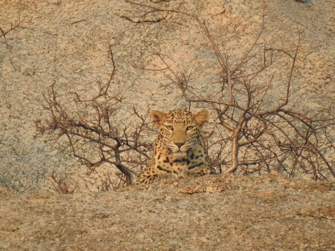 Jawai Balwant Vilas主图