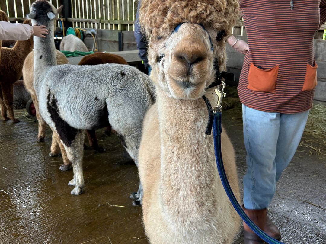 Cotswold Alpacas-切尔滕纳姆必去景点