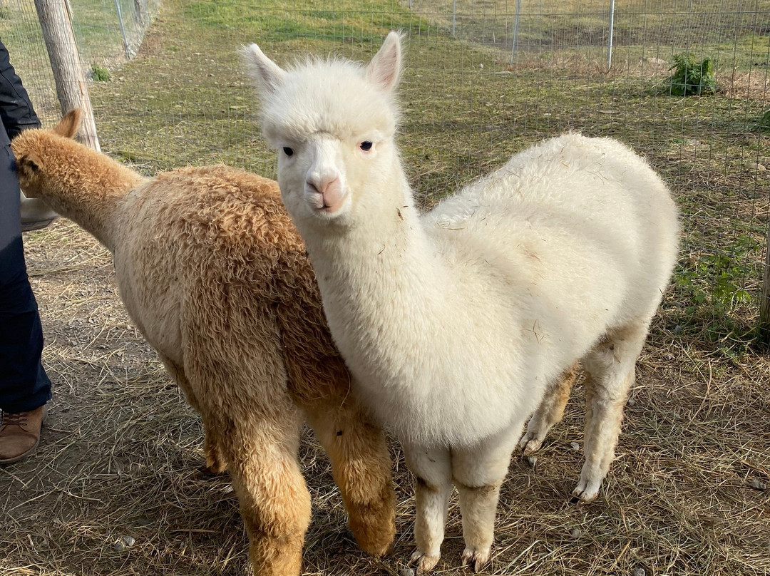 Little Foot Alpacas-Spencerville必去景点