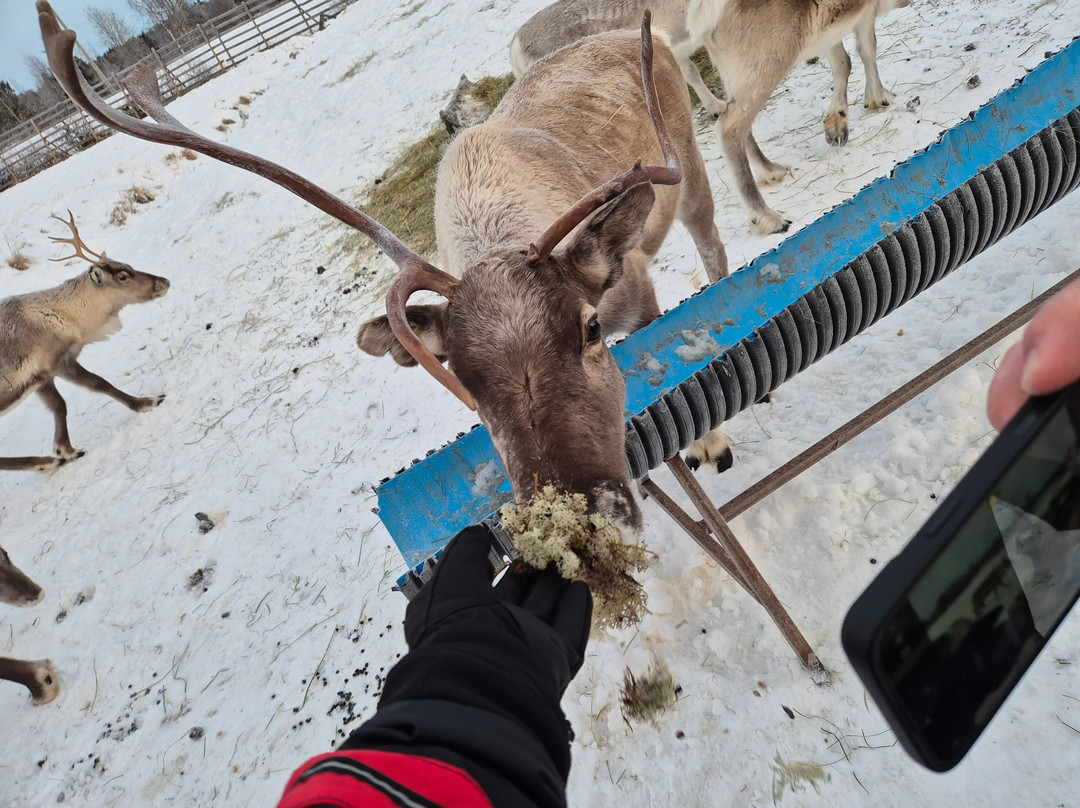 Ounaskievari Reindeer Farm-Kongas必去景点