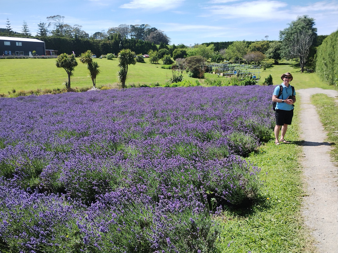 Waihi Lavender Farm景点图片