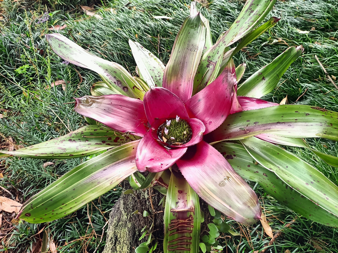 Wrights Watergardens-Patumahoe必去景点