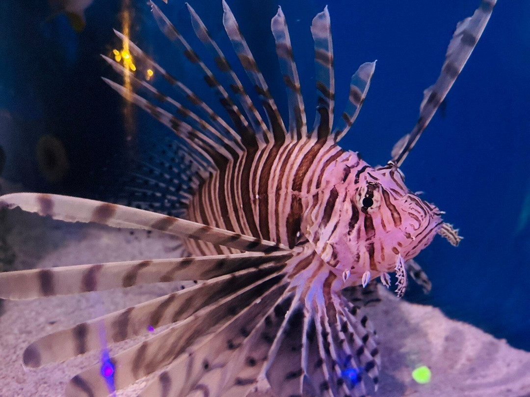 Mertailor's Mermaid Aquarium Encounter-Lecanto必去景点