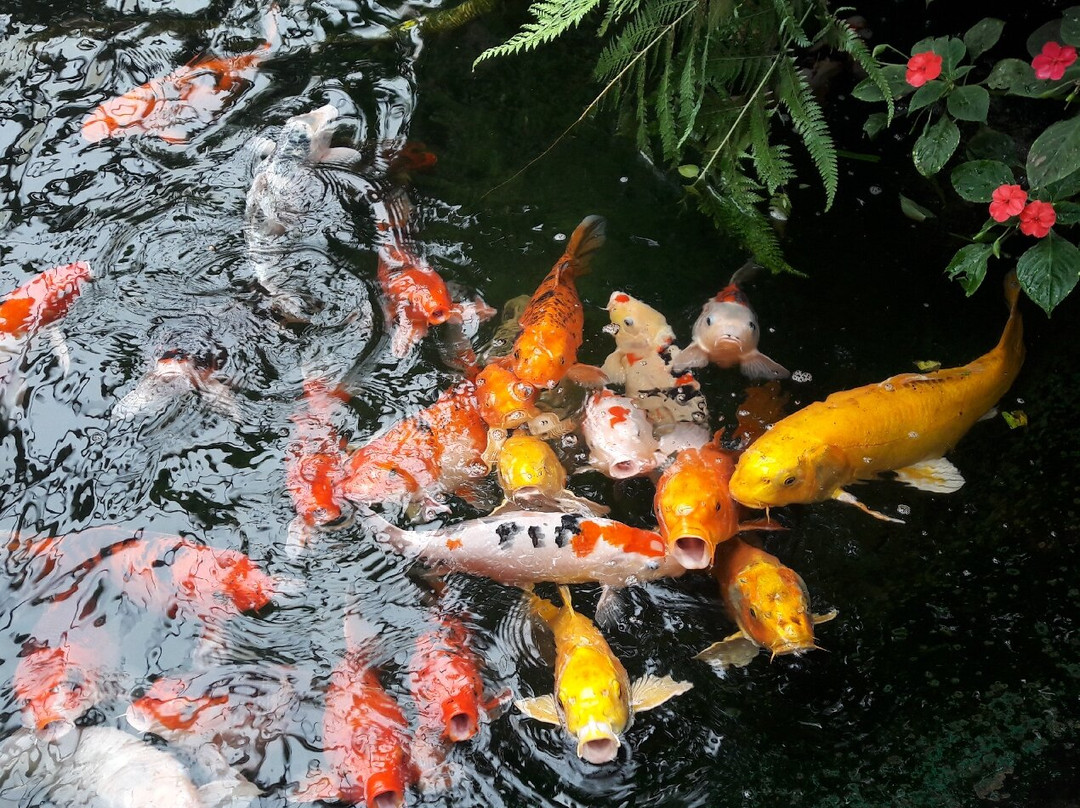 L'Ile aux Papillons景点图片