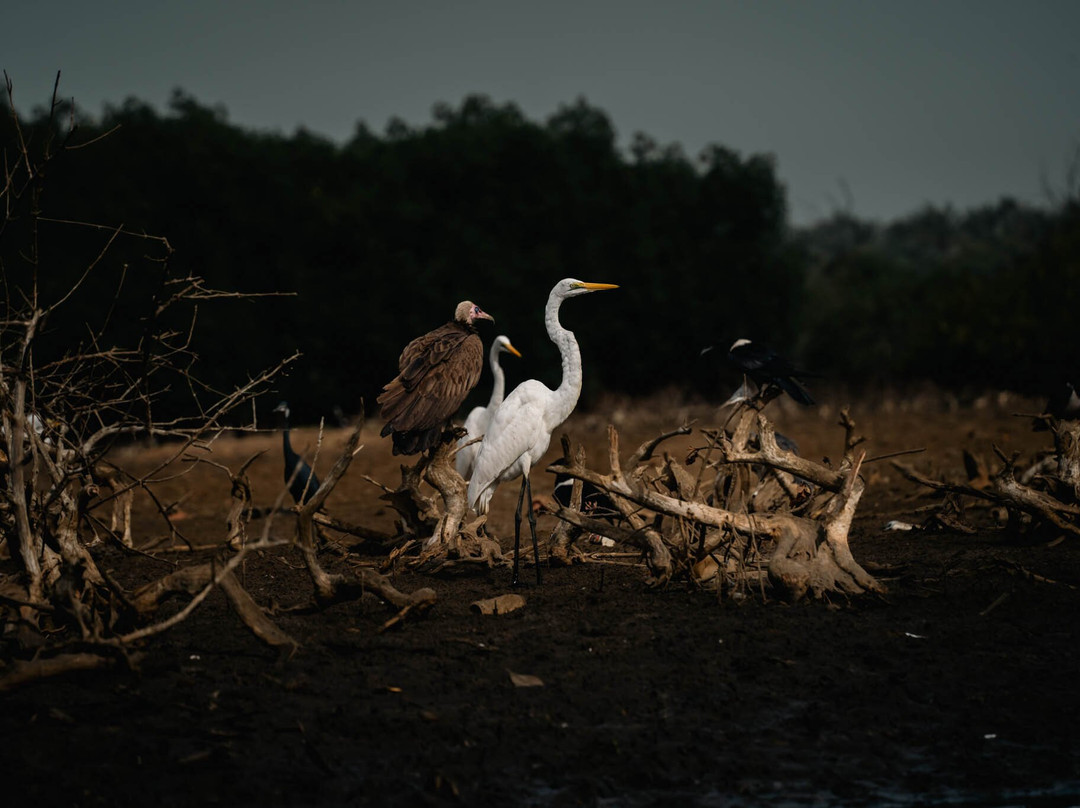 Gambian Bird Guide Ansuman Drammeh -  Best Boy Tours景点图片