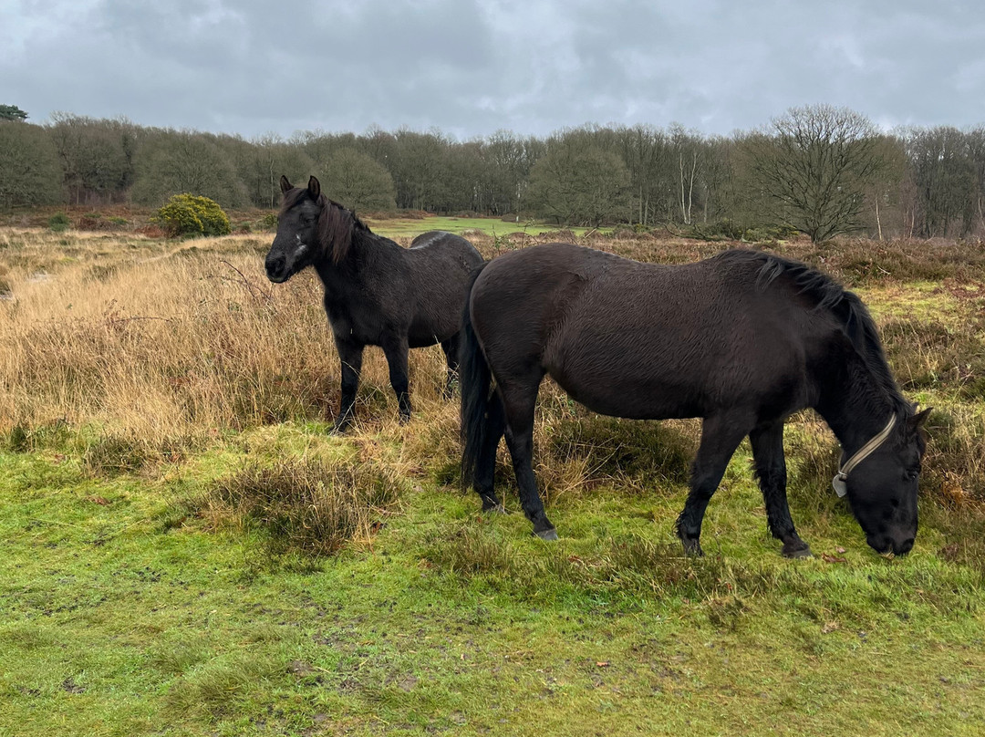 Hothfield Heathlands Nature Reserve景点图片