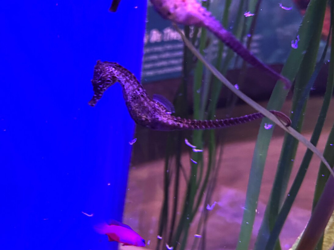 Mertailor's Mermaid Aquarium Encounter-Lecanto必去景点