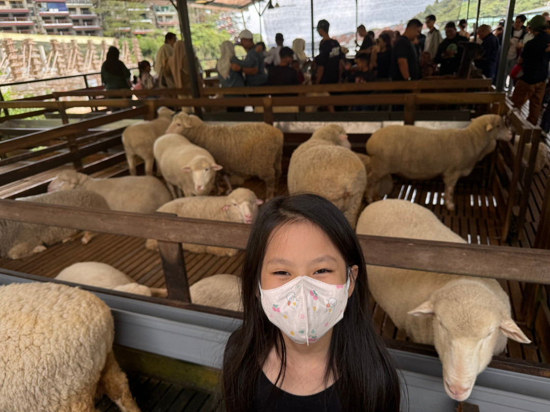 The Sheep Sanctuary景点图片