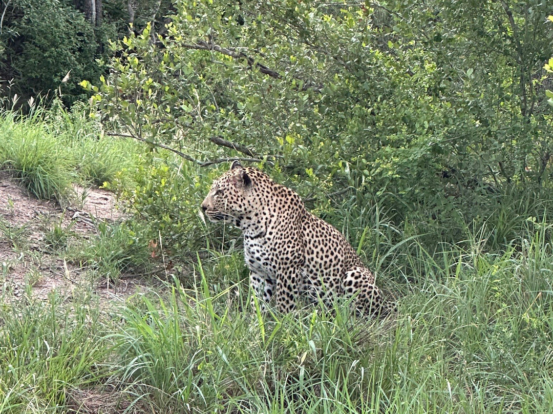 Sabi Sand Nature Reserve-沙比必去景点