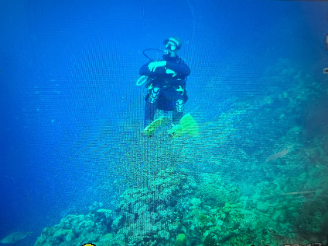 Wannadive Bonaire-Kralendijk必去景点